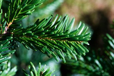 Abies nordmanniana - jedle kavkazská - jehlice